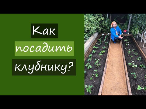 Как посадить клубнику?