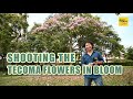 Shooting The Tecoma Flowers Blooming !!!