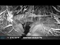 Creek critter cam snow falling san bernardino nf meidase s950 trailcam