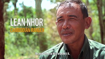 Only as few as 3,900 tigers are left in the wild