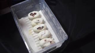 ScalyCreations Ball Python Egg Cutting Clutch #1 of the 2016 season Wealth