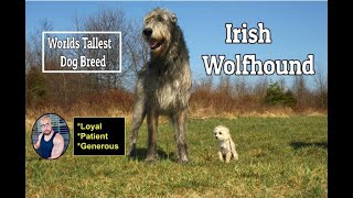 The Real Truth about #IrishWolfhound