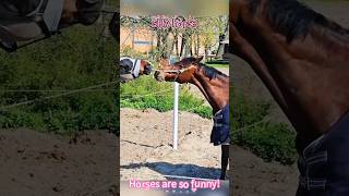 That playful horse melted my serious mood.#horse #animals #shortvideo #fyp