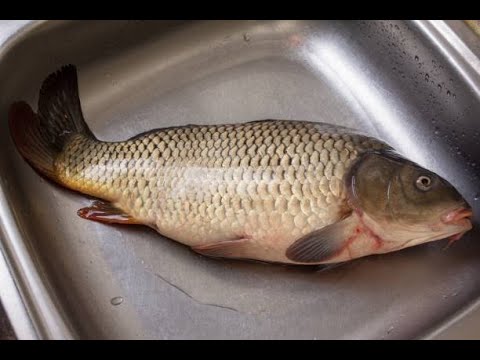 Best medium carp fish cutting video at home || Ashik vlog || BD - YouTube