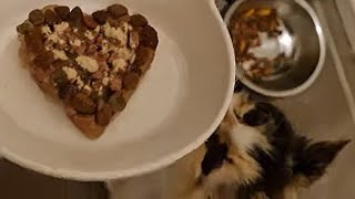 Valentines dinner for a cat by Cookie the Calico 8,054 views 2 years ago 1 minute, 26 seconds