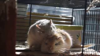 Gerbils Grooming Under The Sun