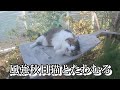 風の強い日でしたが、久しぶりにキャットパークで遊びました