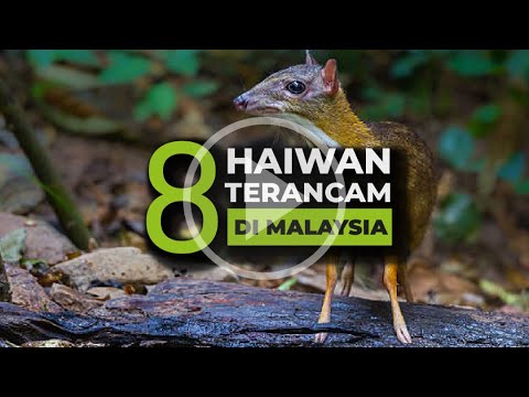 Video: Spesies haiwan terancam