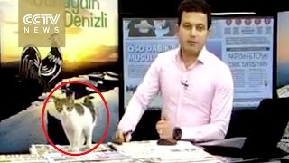Stray Kitten Interrupts Live News Broadcast In Turkey