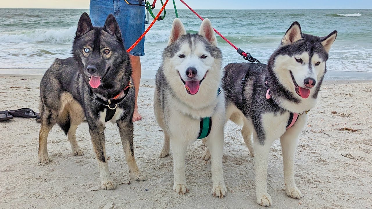 Are Huskies Good Dogs For Florida