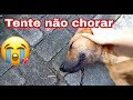 OLHA A REAÇÃO DESSE CACHORRINHO AO RECEBER CARINHO