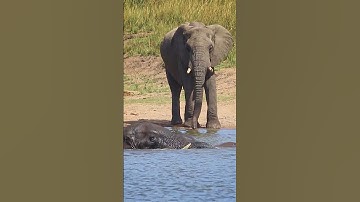 Kruger National Park. Full video on link  https://youtu.be/QUbRcL10EA8?si=ZTc5XccX5EMAUvBi