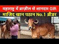 वैदिक परंपरा से बनाई 28 लीटर की Gir गाय, Maharashtra के No 1 गौपालक Majid Pathan । Must Watch ।