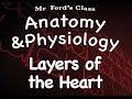 Understanding the Layers of the Heart