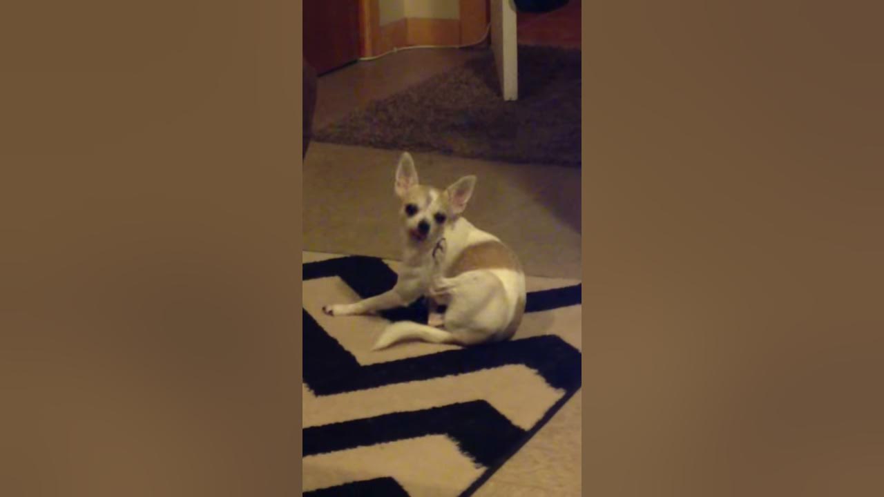 Chihuahua Foot Lick YouTube