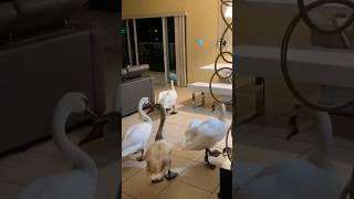 Swan family visits a man for 6 years