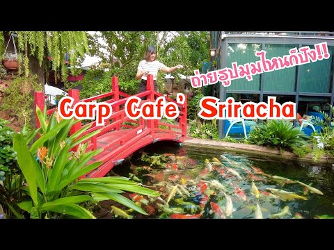 Carp Cafe' Sriracha คาเฟ่ปลาคราฟศรีราชา ร้านอาหารมีปลาคราฟ ร้านนั่งชิลล์ศรีราชา