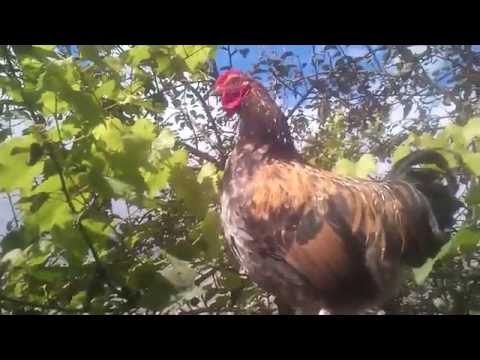 Крик ПЕТУХА №1 Крик ПЕТУХА №1