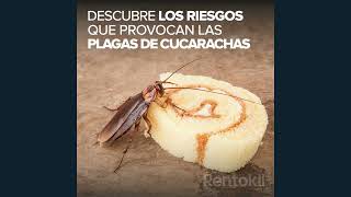 Cucarachas - Alerta Plagas | Rentokil ES