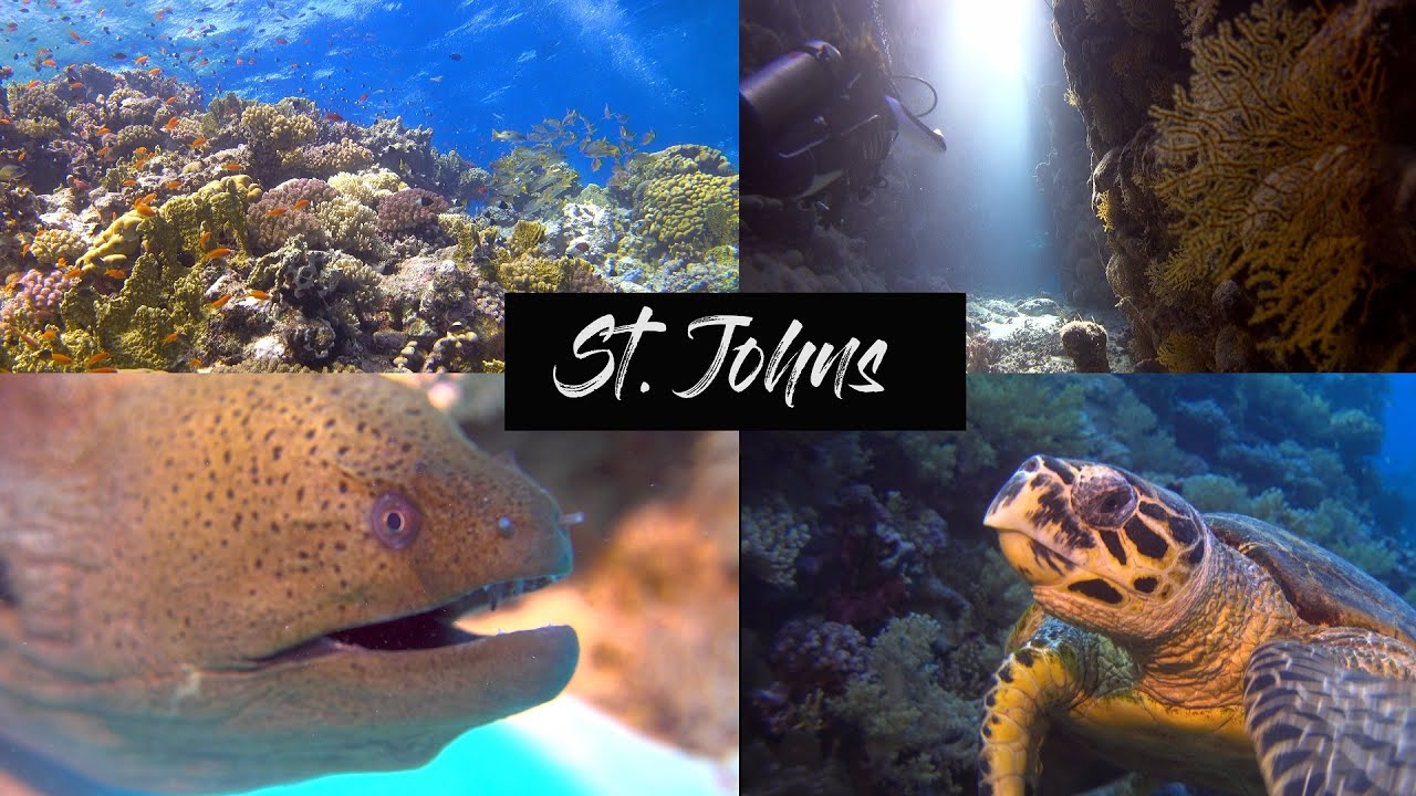 Глубокий юг: дайвинг в Красном море Святого Иоанна в Египте, красочные коралловые рифы