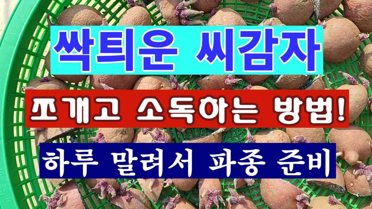 [텃밭농부 2,167]  싹틔운 씨감자.  쪼개고 소독하는 방법! #감자재배
