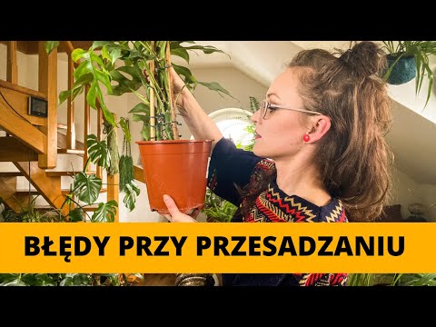 20 Najczęściej popełnianych błędów przy PRZESADZANIU domowych roślin doniczkowych 🌱 Vlog