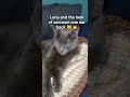 #luna #sarcasm #petshorts #felinebehavior #cat #catmoments