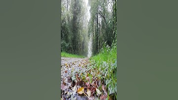 من مقاصد سورة الممتحنة - همسات 242