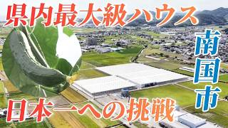 'Aiming for #1 in Japan: One of the Prefecture's Largest Cucumber Greenhouses in Nankoku City Fea...