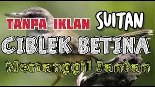 Ciblek betina cocok untuk pikat birahi ciblek jantan