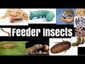 Feeder Insects 101 for Reptiles & Amphibians