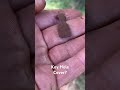 Picking Out Those Little Brass Relics! #metaldetecting #metaldetector #history #shorts