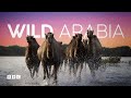 Wild Arabia | BBC Select