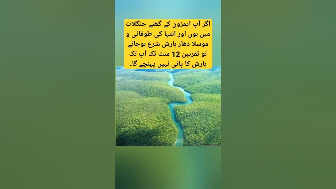 Amazon jungle facts - YouTube