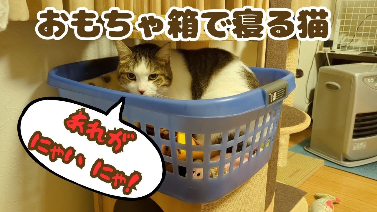 おもちゃ箱で寝る猫