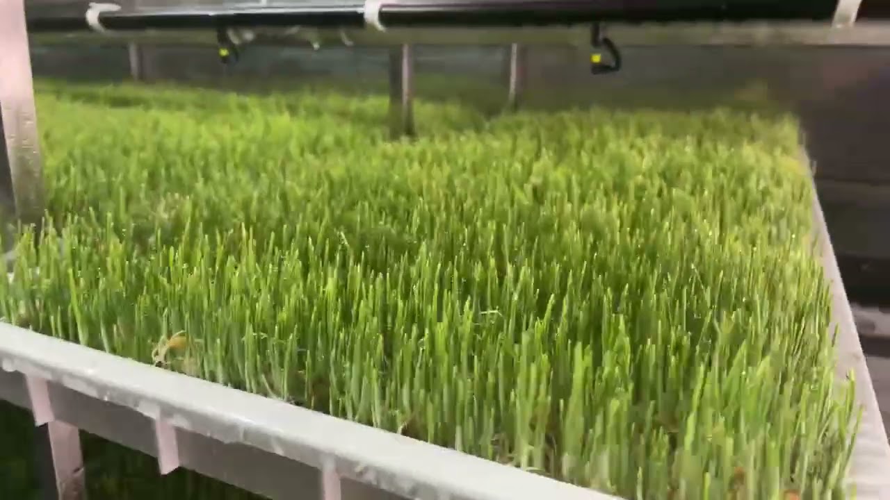 Lyine fodder container: successfully running in Spain