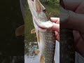 CRAZY Northern Pike #pike #musky #tigermusky #river #lake #freshwater #saltlife #fishing #nature