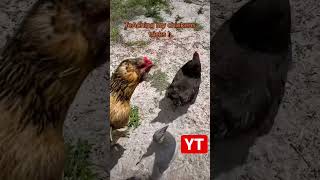 Teaching my Chickens “Tricks” 😂#chickens #backyardchickens #shorts #chickenfarm #🐔