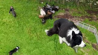 Amazing border collie First time herding Shetland sheep