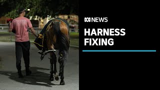 Allegations of race-fixing levelled at harness-racing stable | ABC News