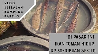 Harga Ikan Toman di Sini Cuma Rp 50-ribuan per kilo | Pasar Tradisional di Uncak Kapuas