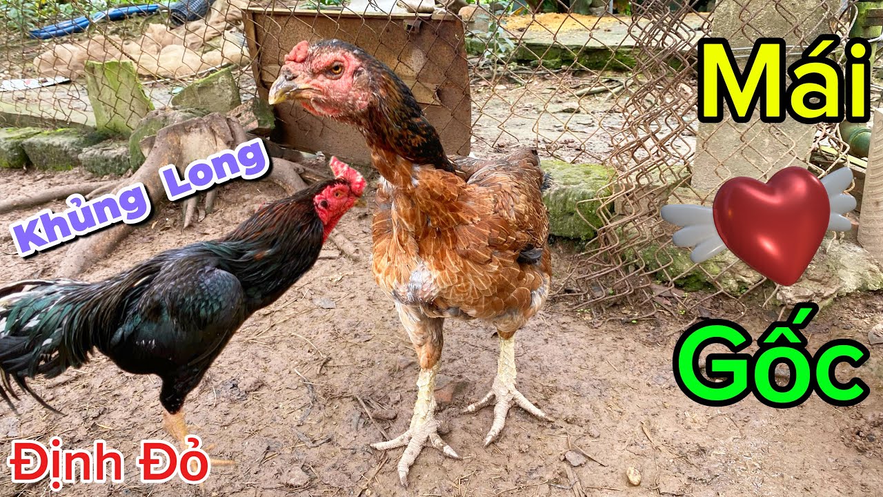 Mái Gốc 12 Năm Và Ô Khủng Long Có Kết Hợp Được Với Nhau | Định Đỏ