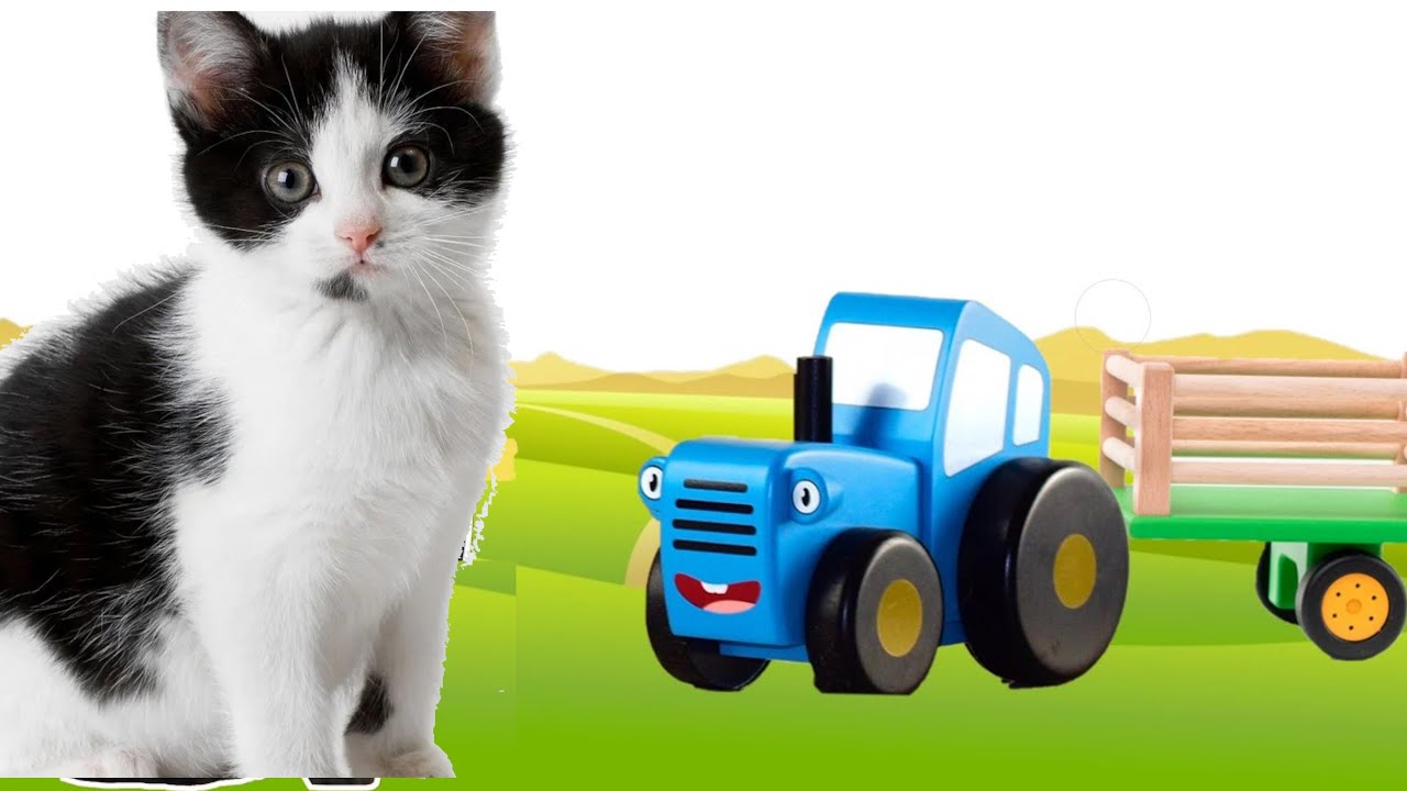 Включи трактор кот. Котенок на тракторе. Синий трактор и котенок. Котэ и синий трактор. Котенок из синего трактора.