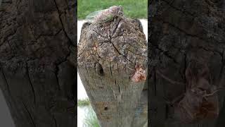 Download Lagu Cicada Cicada Hello #cicadas #shorts MP3