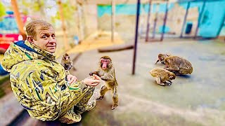 Олег Зубков пришел проведать обезьянку Лизу, даже ГРОЗНЫЙ ВОЖАК подошел за угощением к Человеку-льву