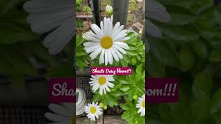 Shasta daisy blooms in October!!! #daisy #shorts #letsdothiswithcj #flowers #zone6