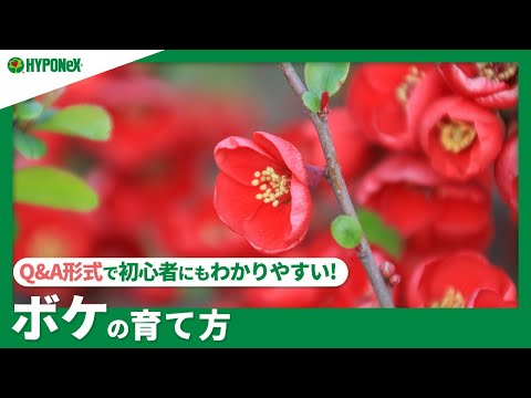 ボケの病害虫を防ぐ年間管理｜病気と害虫を寄せつけない3つのコツ