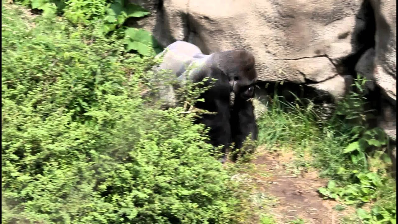 Gorillas St. Louis Zoo YouTube