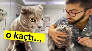 Kedi Tehdit Edilir Mi? Ppeki̇ Sonuç?