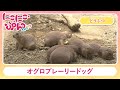 【どうぶつ】オグロプレーリードッグ/「にこにこ・ぷん NEO 」